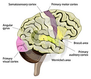 The human brain. Cortical representation of speech and language photo